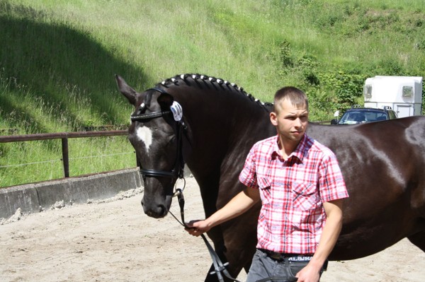 Trakehner